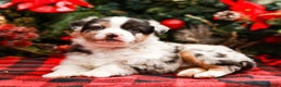 Miniature Australian Shepherd dogs for sale: Noel - Ad 3