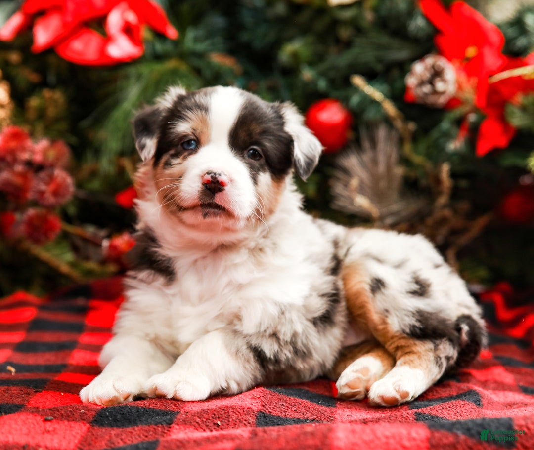 Miniature Australian Shepherd dogs for sale: Noel - Ad 3