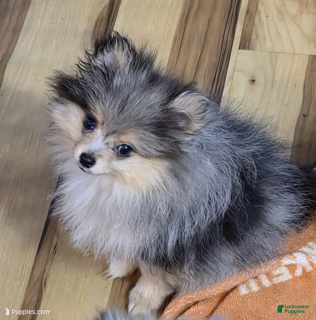 Pomeranian dogs for sale: Akc Tanner  - Ad 2