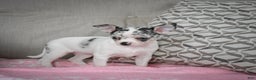 Chihuahua dogs for sale: Bella - Ad 5
