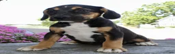 Beabull dogs for sale: Tosha - Ad 3