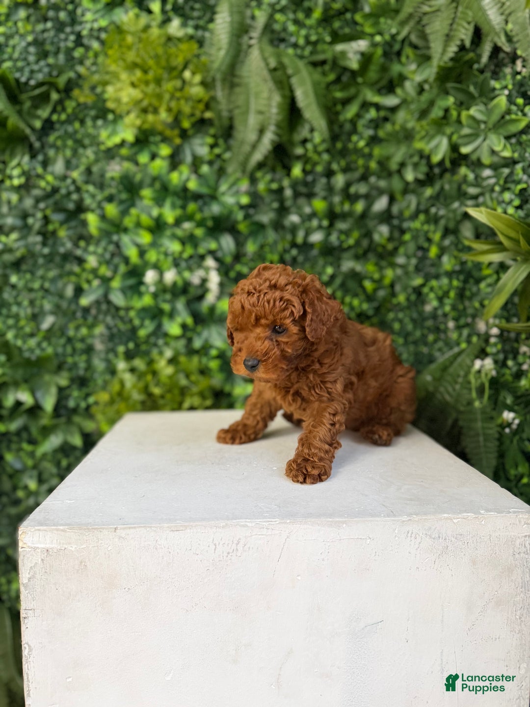 Toy Poodle dogs for sale: Mickey - Ad 4
