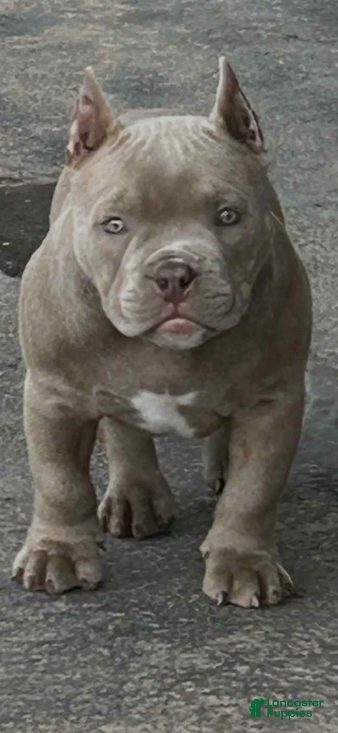 Miniature Bull Terrier dogs for sale: Miniature Bull Terrier Puppy 1 - Ad 3