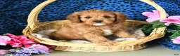 Cavapoo dogs for sale: Carson - Ad 2