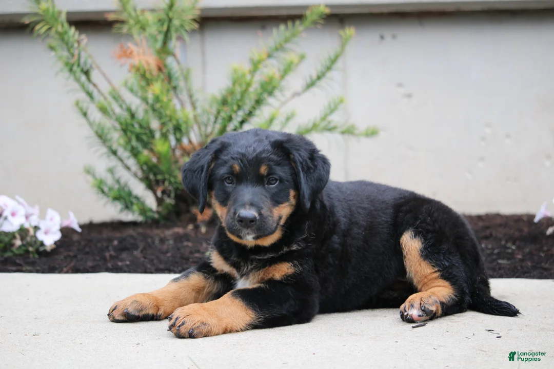 Mixed Breed dogs for sale: Chase - Ad 1