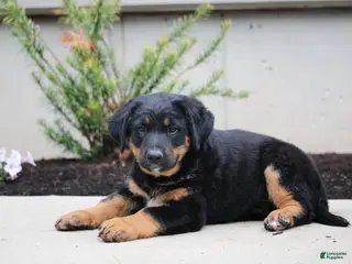 Mixed Breed dogs for sale: Chase - Ad 2