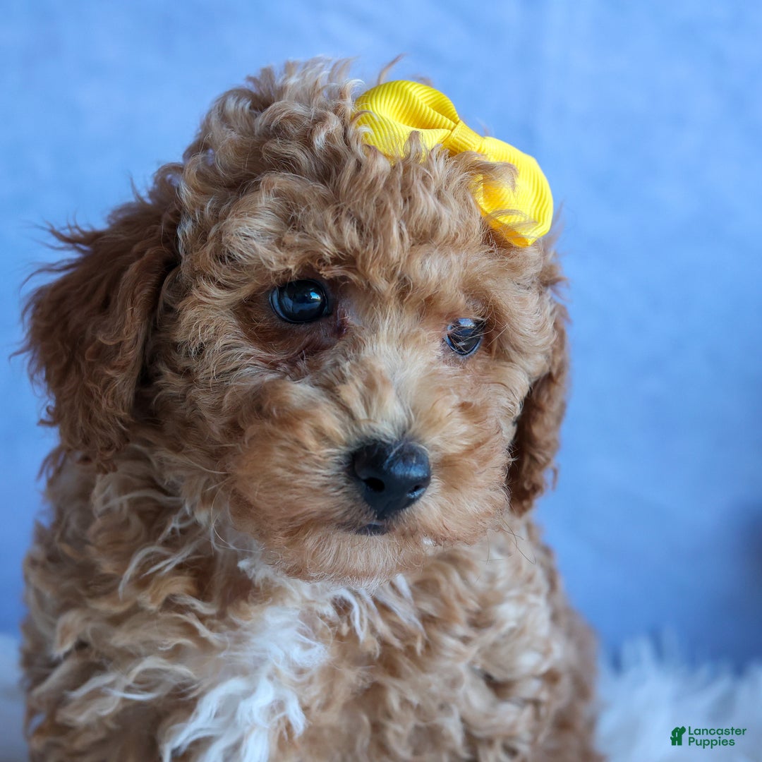 Miniature Poodle dogs for sale: LINSEY - Ad 10