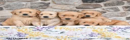 Golden Retriever dogs for sale: Mae  - Ad 5