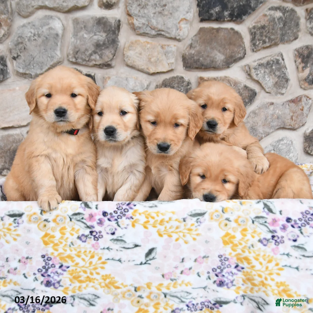 Golden Retriever dogs for sale: Mae  - Ad 5