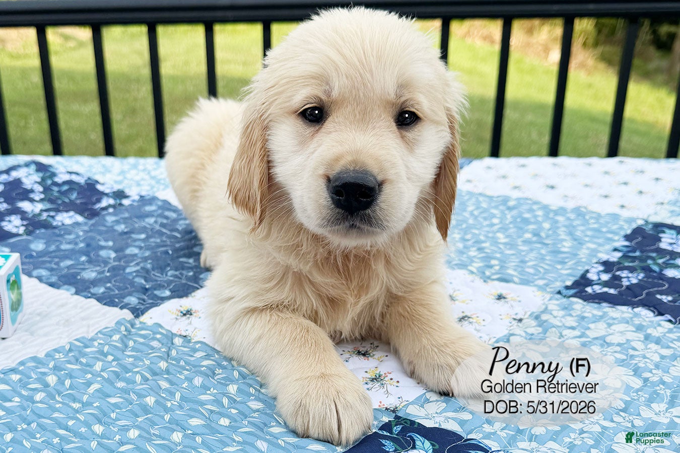 Golden Retriever dogs Penny - Ad 2
