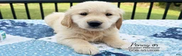 Golden Retriever dogs for sale: Penny - Ad 2