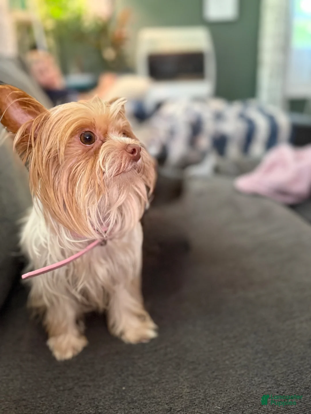 Yorkshire Terrier dogs for sale: Yorkshire Terrier Puppy 1 - Ad 8