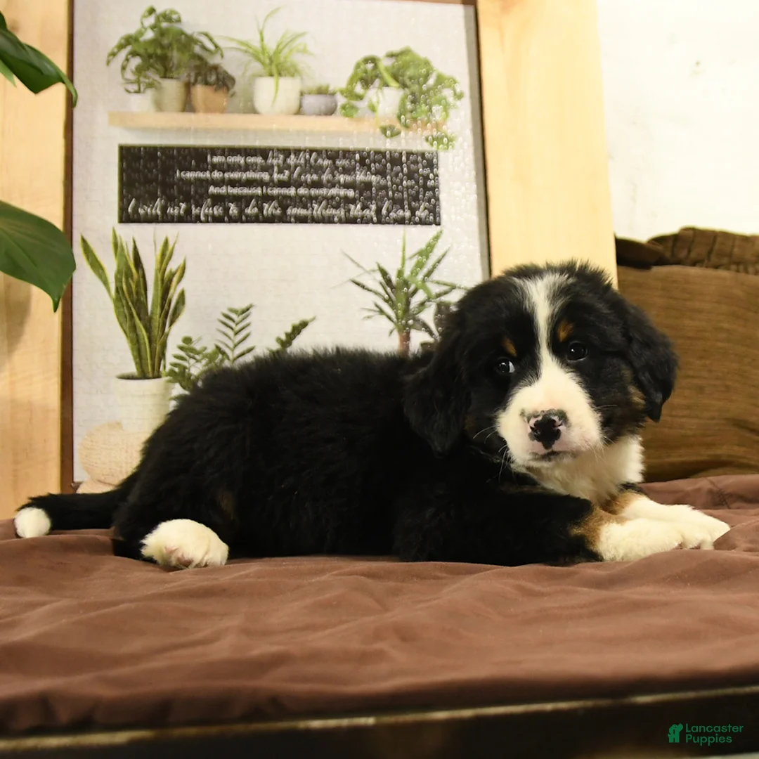 Bernedoodle dogs for sale: Randy - Ad 4