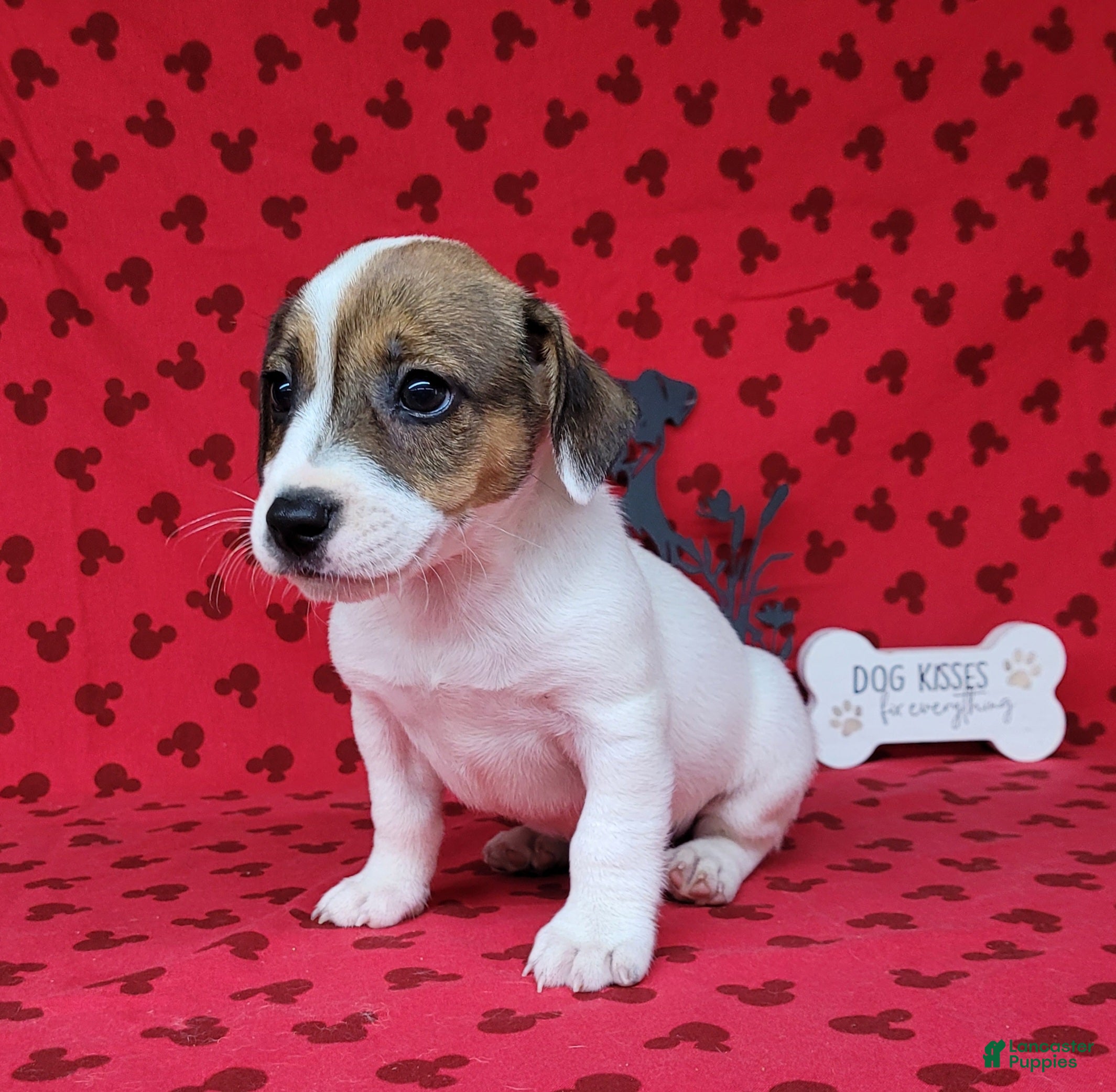 Jack Russell Terrier dogs Pax CKC male Delivery Available  - Ad 1
