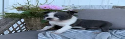 Boston Terrier dogs for sale: Luna - Ad 4