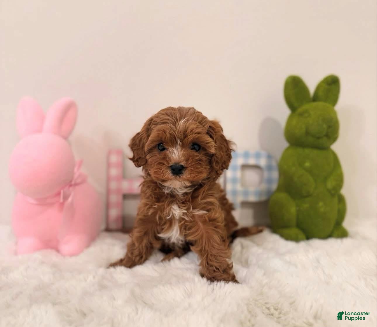 Toy Poodle dogs Japan - Ad 1