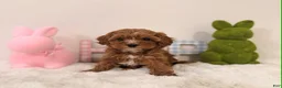Toy Poodle dogs for sale: Japan - Ad 1