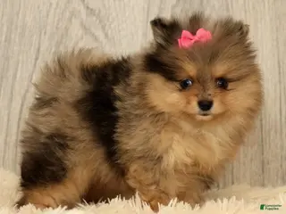 Pomeranian dogs for sale: Rose - Ad 1