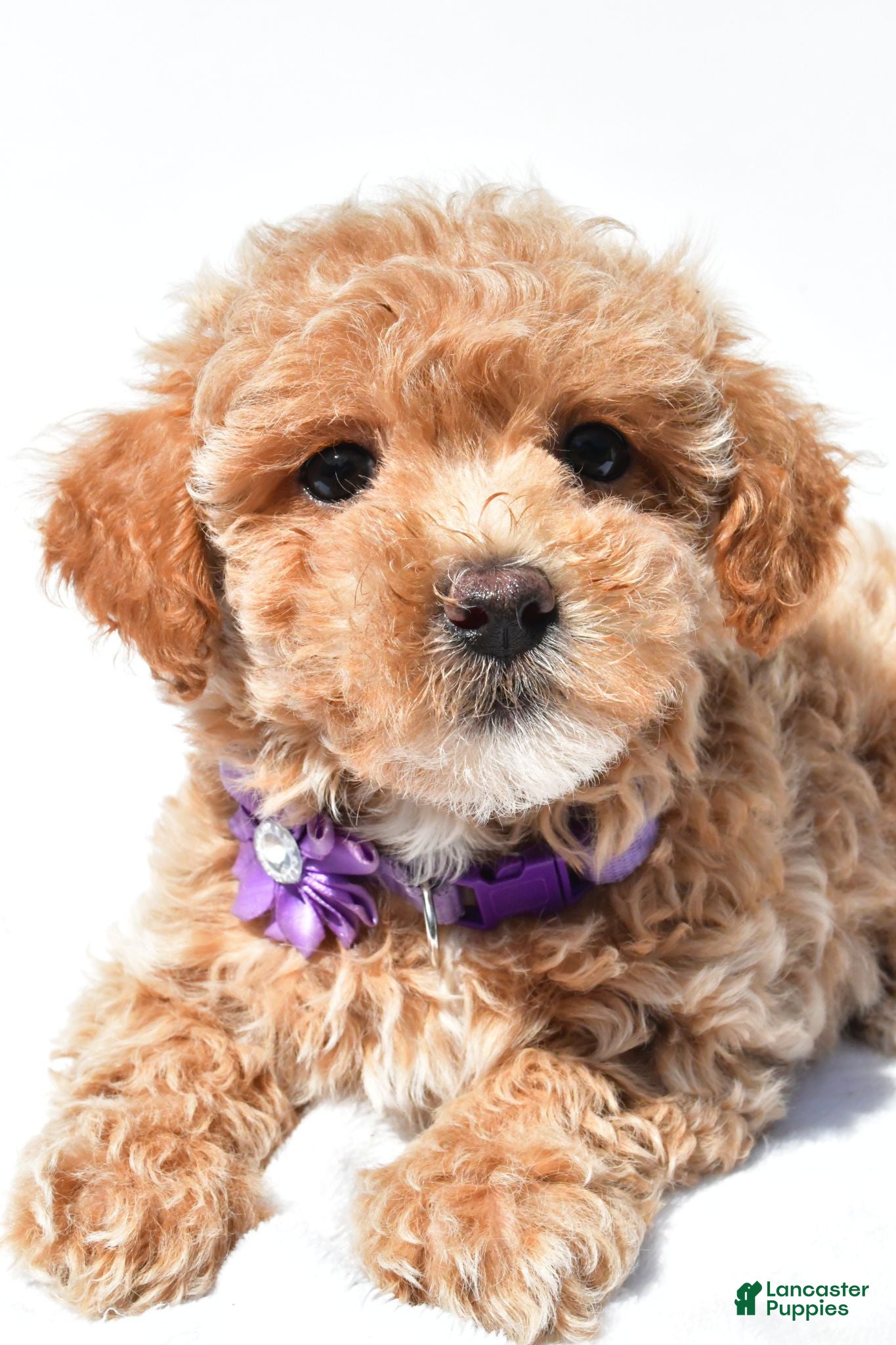 Maltipoo dogs Gracelyn - Ad 2