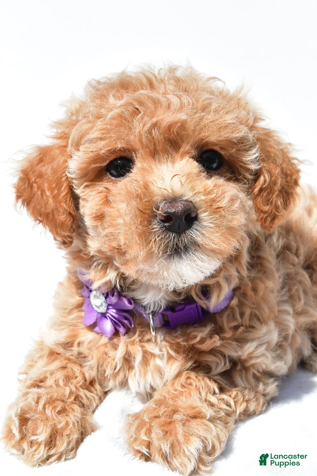 Maltipoo dogs for sale: Gracelyn - Ad 2