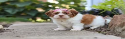 Shih Tzu dogs for sale: Goldie - Ad 5