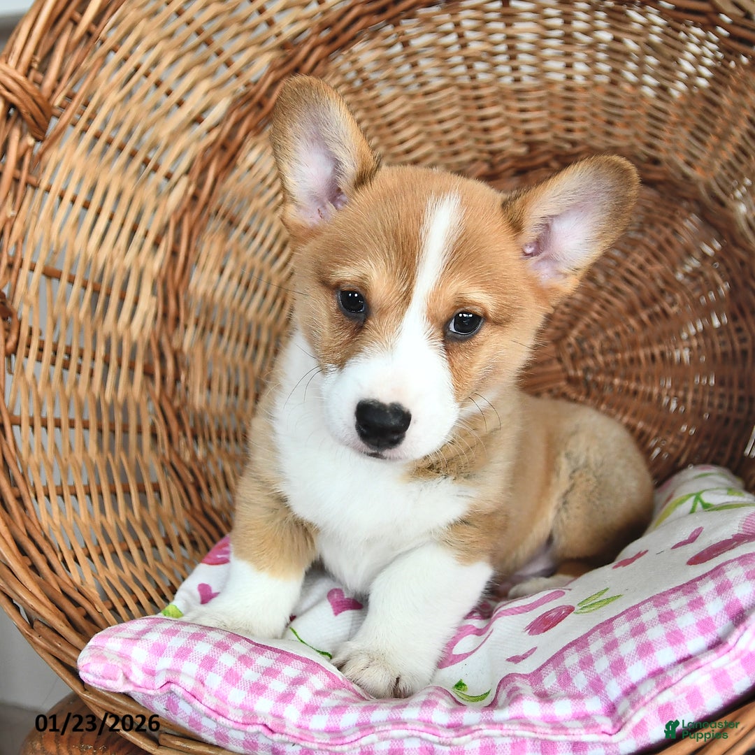 Welsh Corgi Pembroke dogs for sale: Rusty - Ad 1