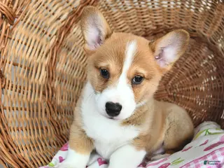 Welsh Corgi Pembroke dogs Rusty - Ad 17