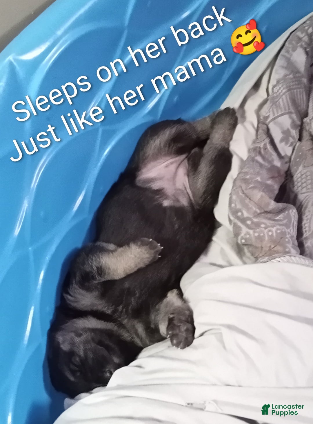 German Shepherd dogs for sale: Diamond - Ad 22