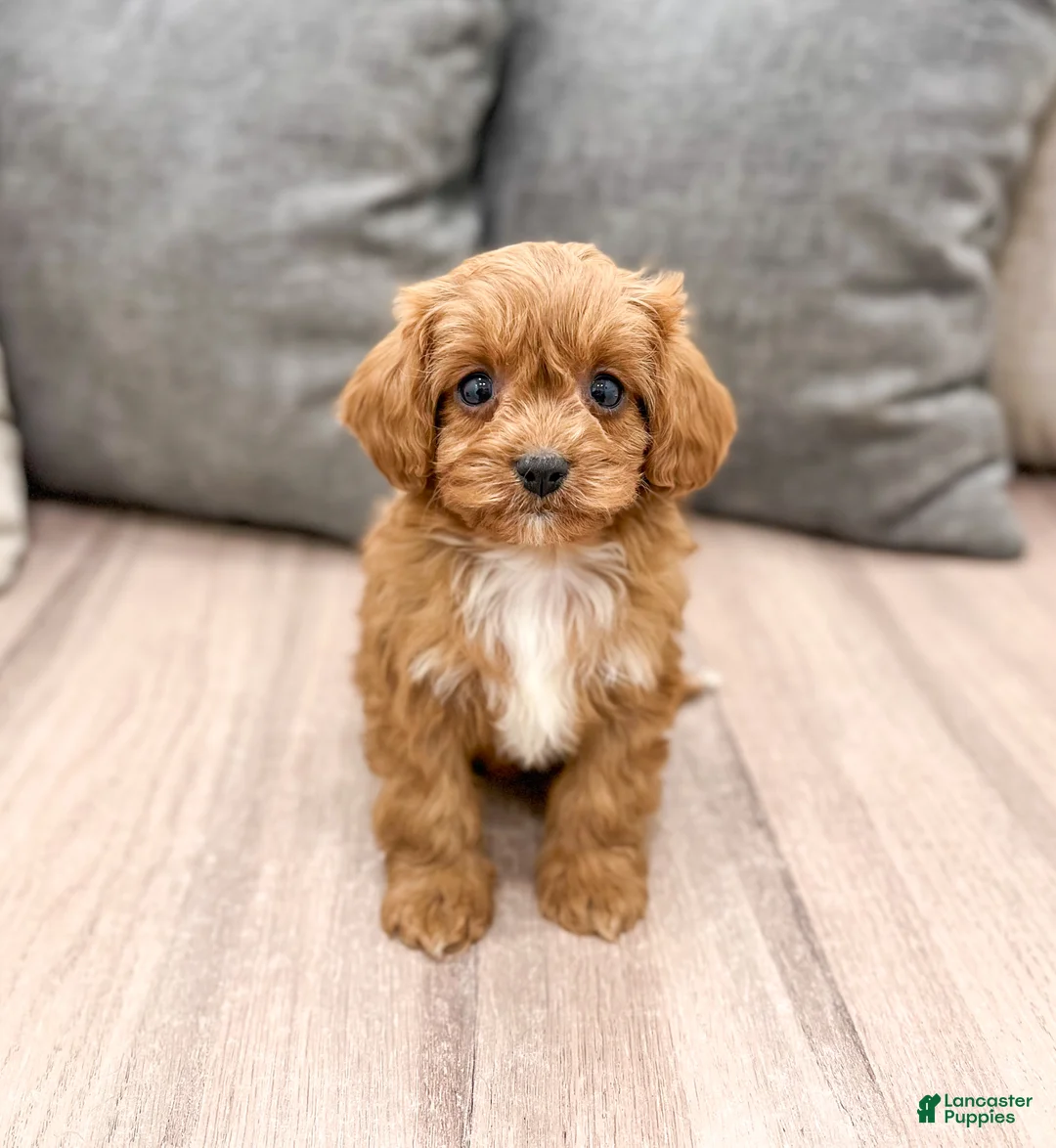 Cavapoo dogs for sale: Roxy - Ad 1
