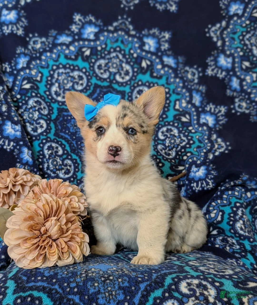 Welsh Corgi Pembroke dogs for sale: Jezebel - Ad 1