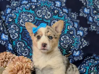 Welsh Corgi Pembroke dogs for sale: Jezebel - Ad 1