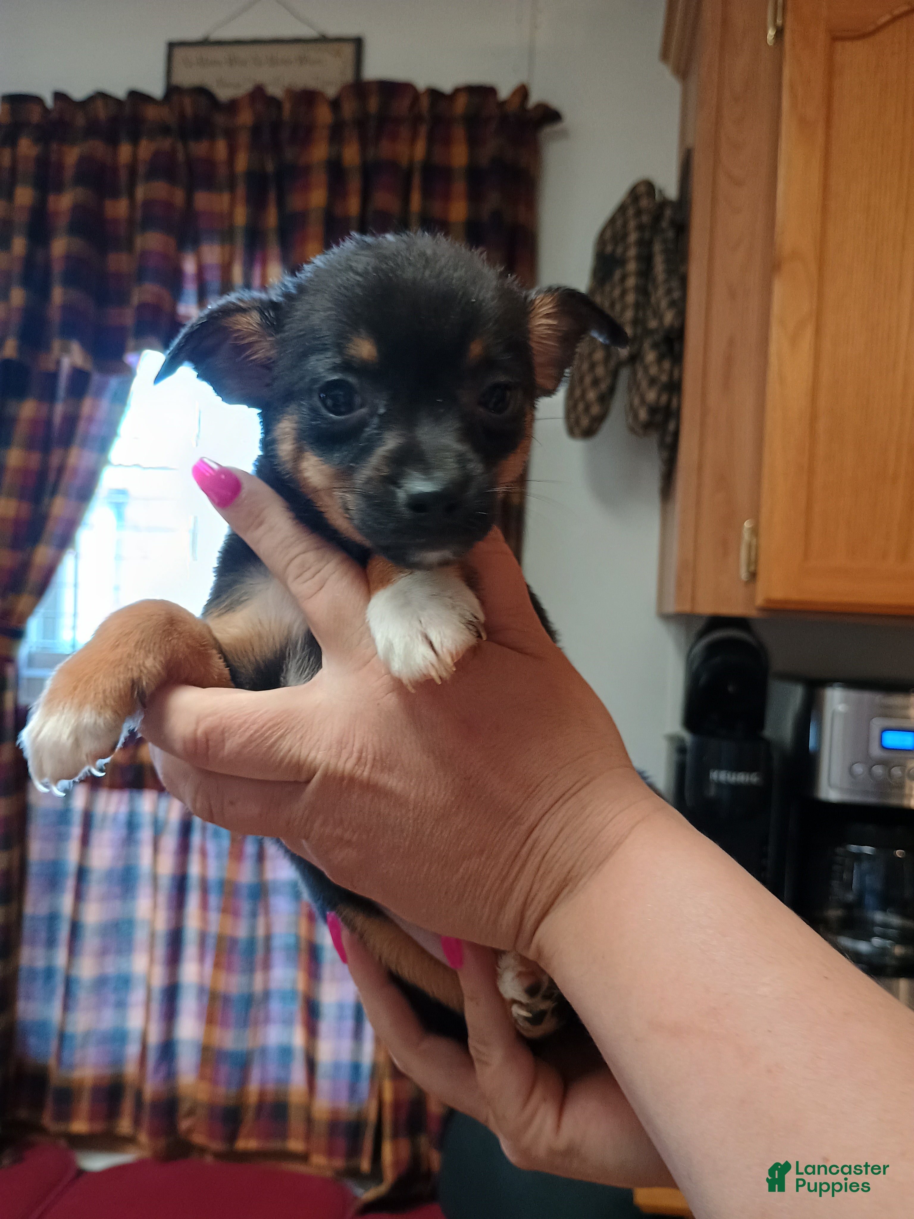 Mixed Breed dogs Pixie  - Ad 8