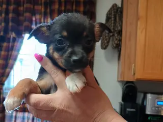 Mixed Breed dogs Pixie - Ad 8