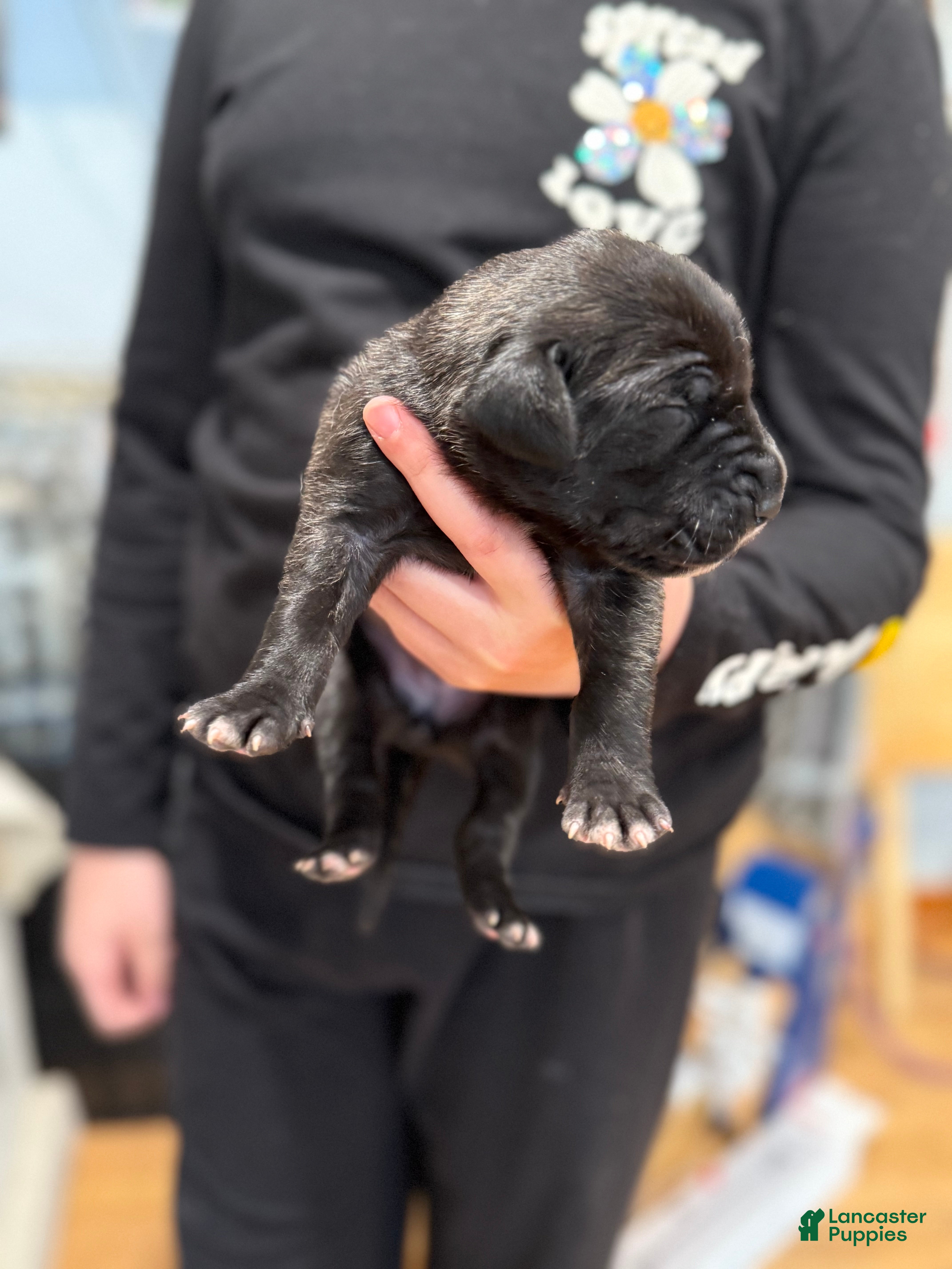 Great Dane dogs Brindle female 2 - Ad 42