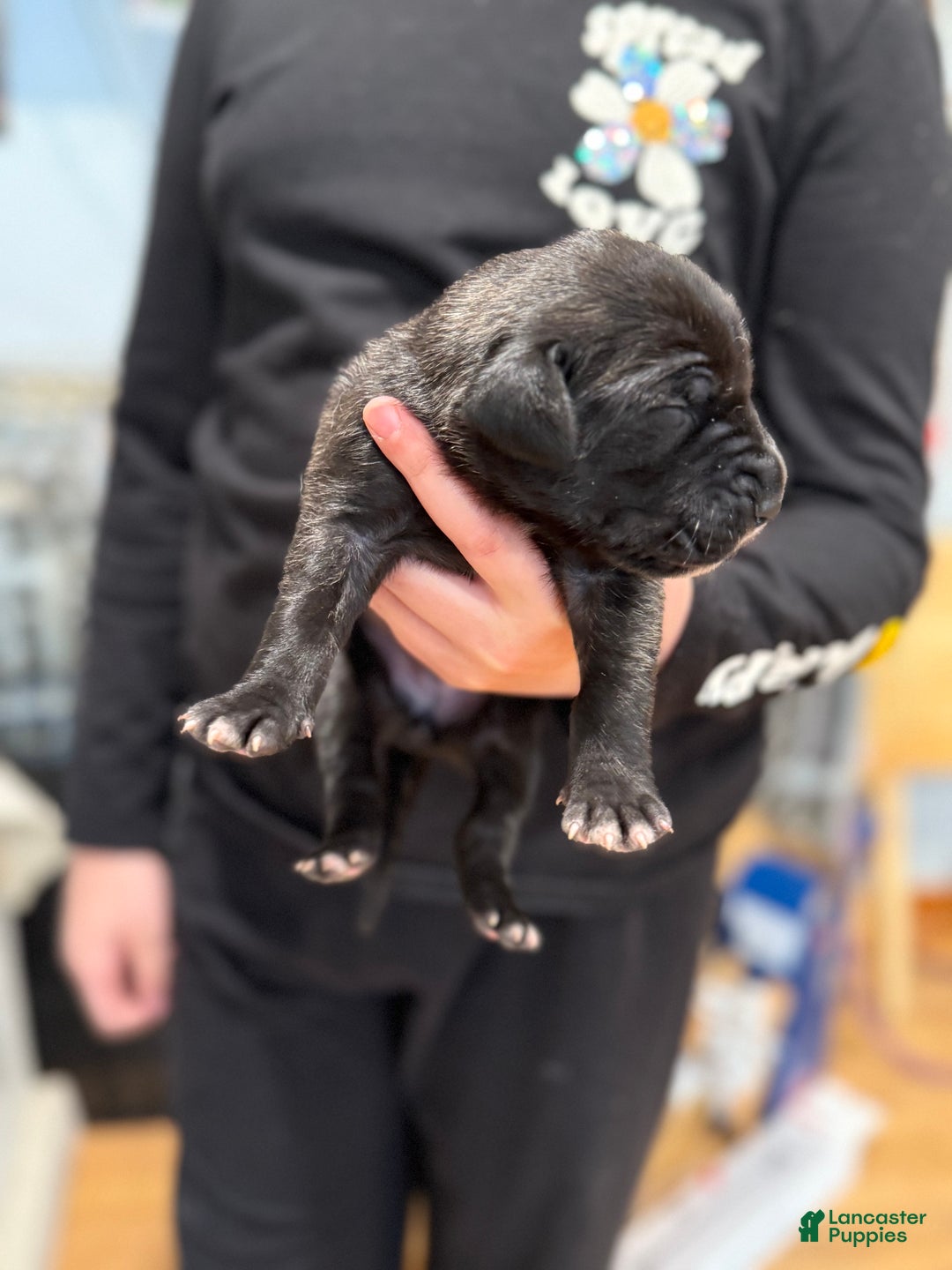 Great Dane dogs for sale: Brindle female 2 - Ad 1