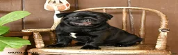 Pug dogs for sale: Sparky - Ad 4