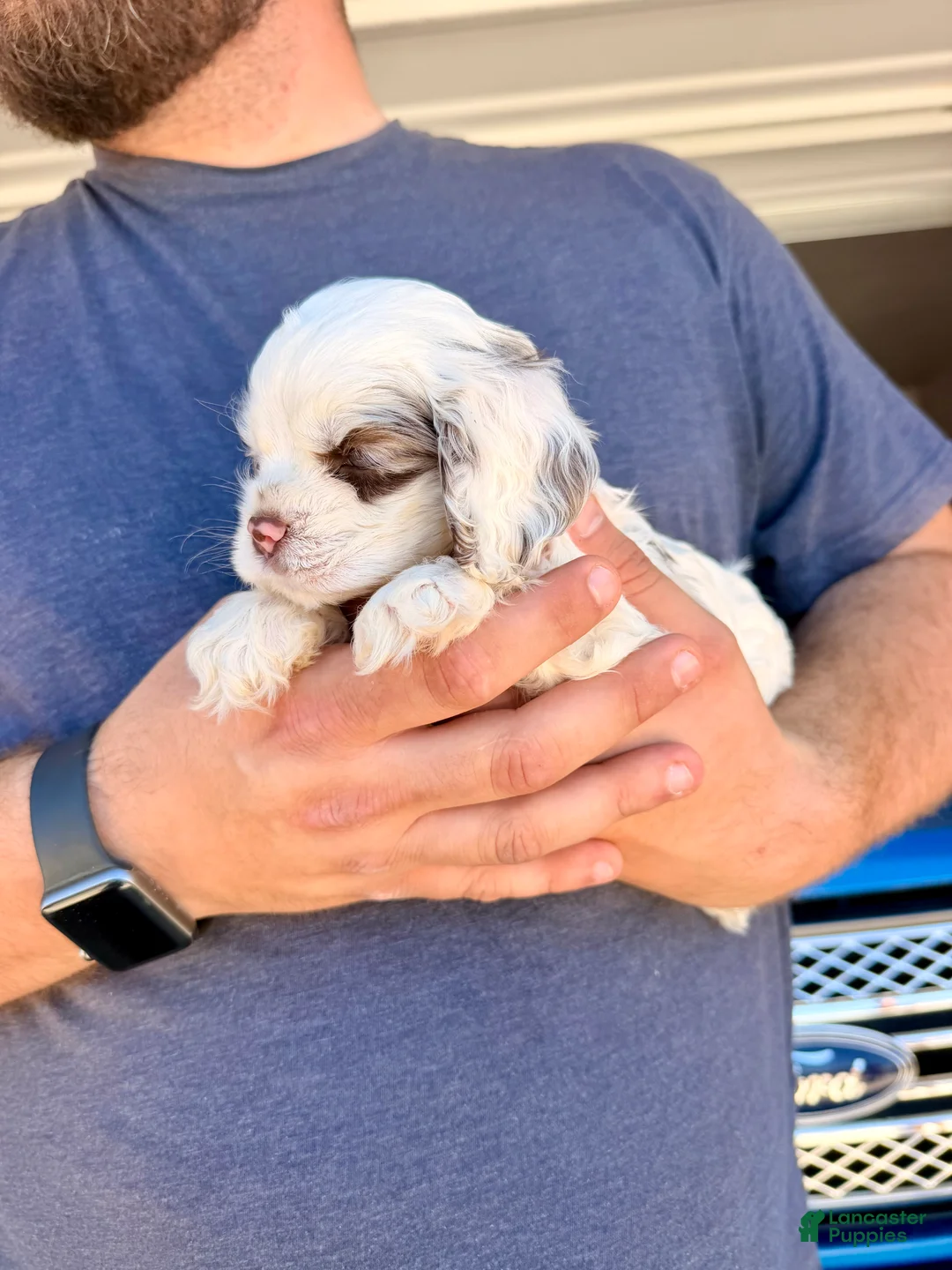 Cocker Spaniel dogs for sale: Storm - Ad 1