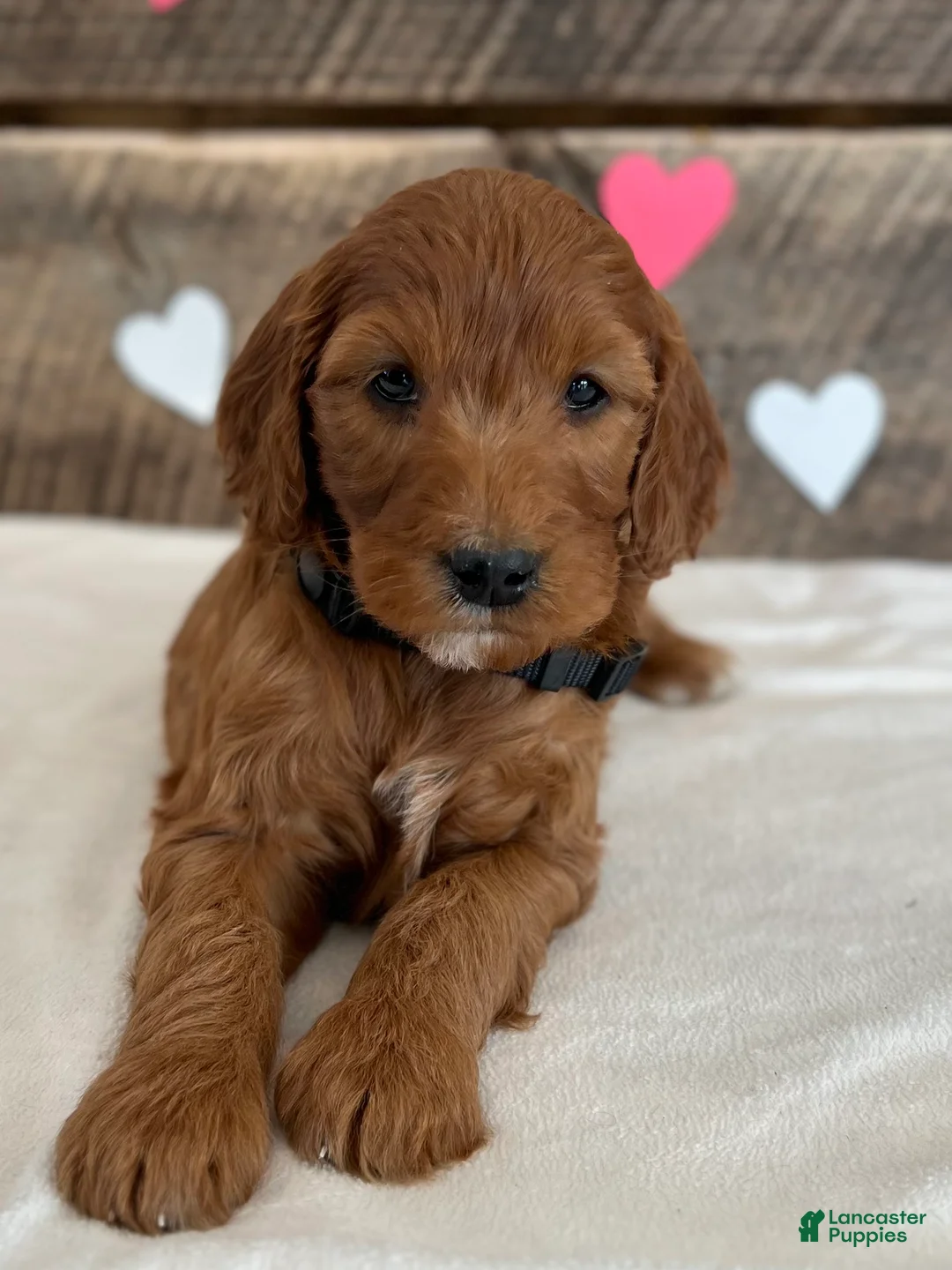 Irish Doodle dogs for sale: Jasmine - Ad 12