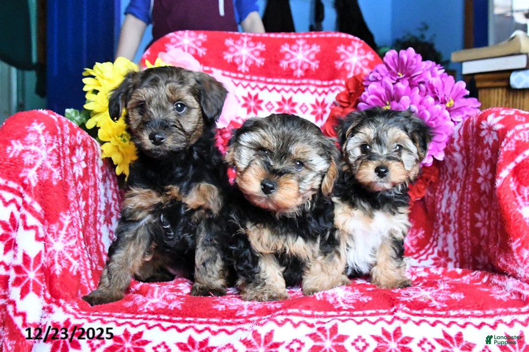 Yorkiepoo dogs for sale: Holly - Ad 5