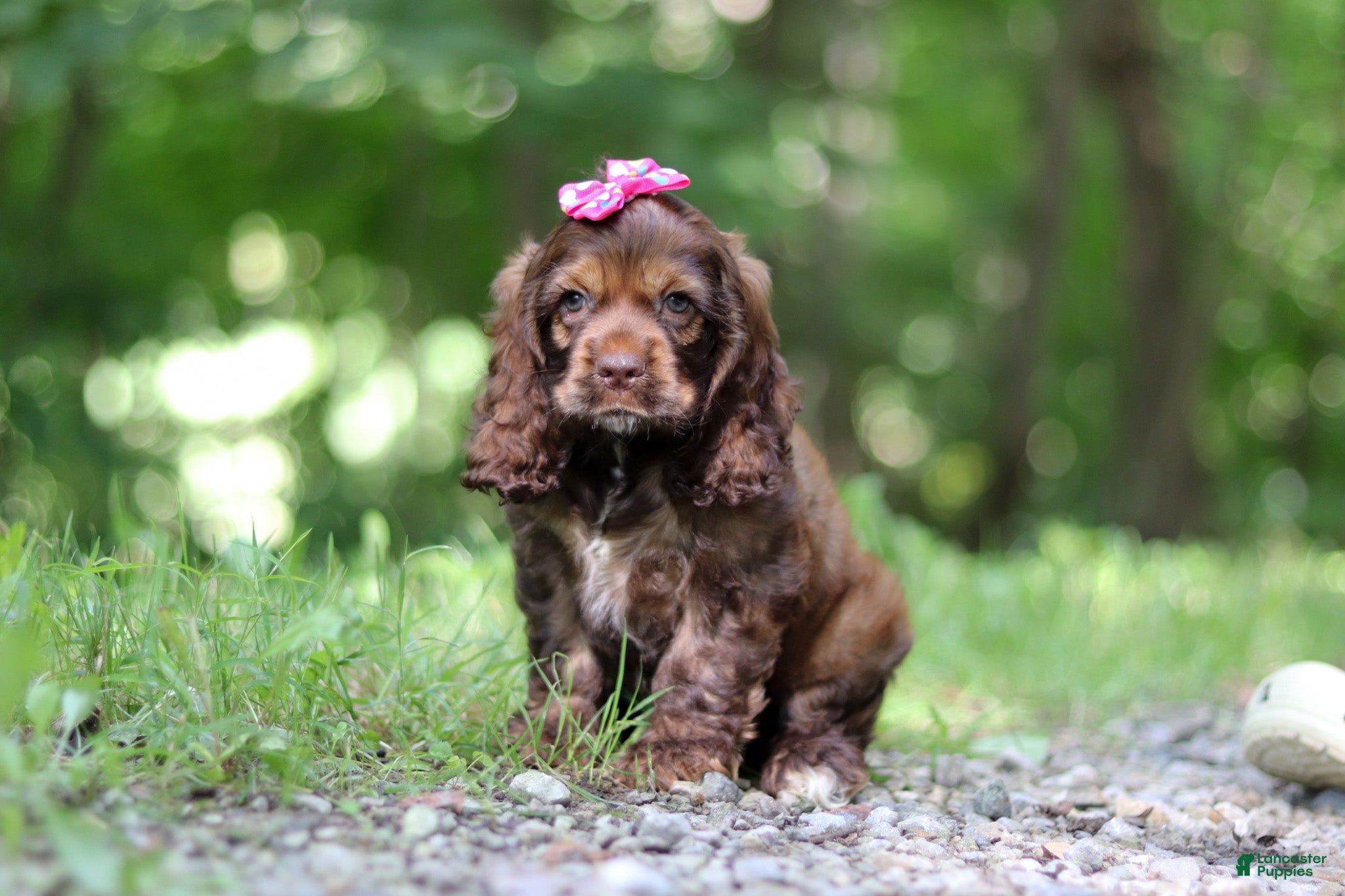 Cocker Spaniel dogs Thea - Ad 2