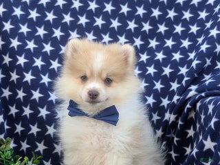 Pomeranian dogs - Ad 36