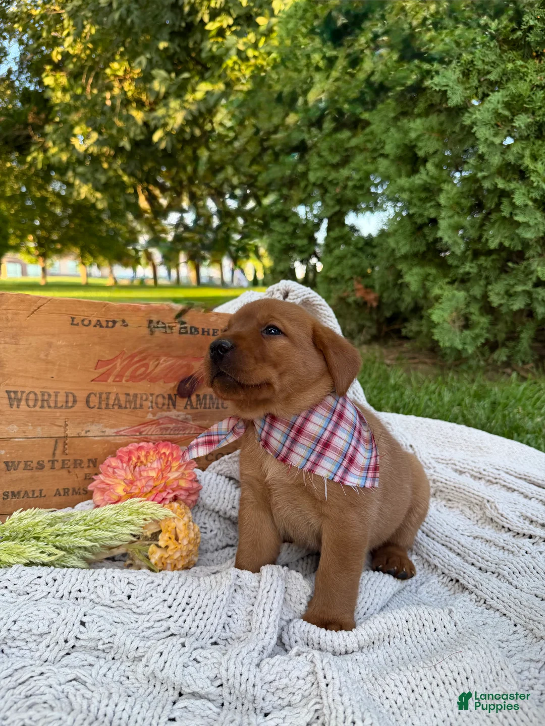 Labrador Retriever dogs for sale: Poppy - Ad 2