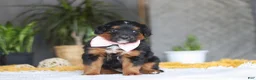 Mixed Breed dogs for sale: Sunset - Ad 2