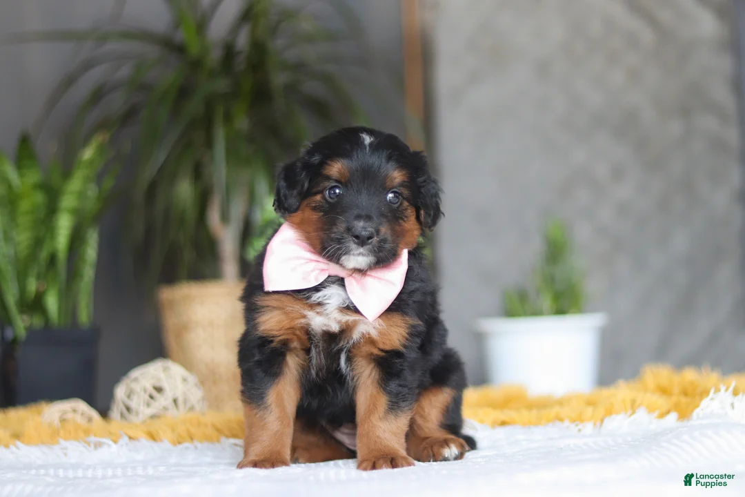 Mixed Breed dogs for sale: Sunset - Ad 2