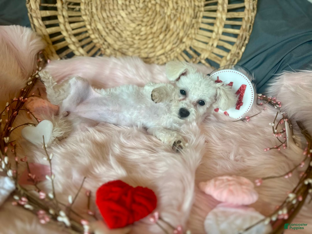 Maltipoo dogs for sale: Mopsie - Ad 3