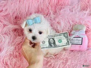 Maltese dogs Maltese Puppy 1 - Ad 11