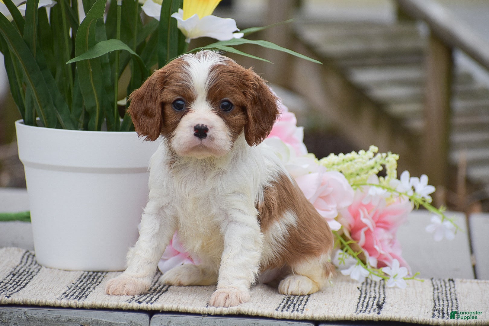 Cavalier King Charles Spaniel dogs Cassidy - Ad 1