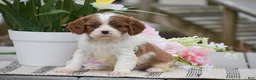 Cavalier King Charles Spaniel dogs for sale: Cassidy - Ad 1