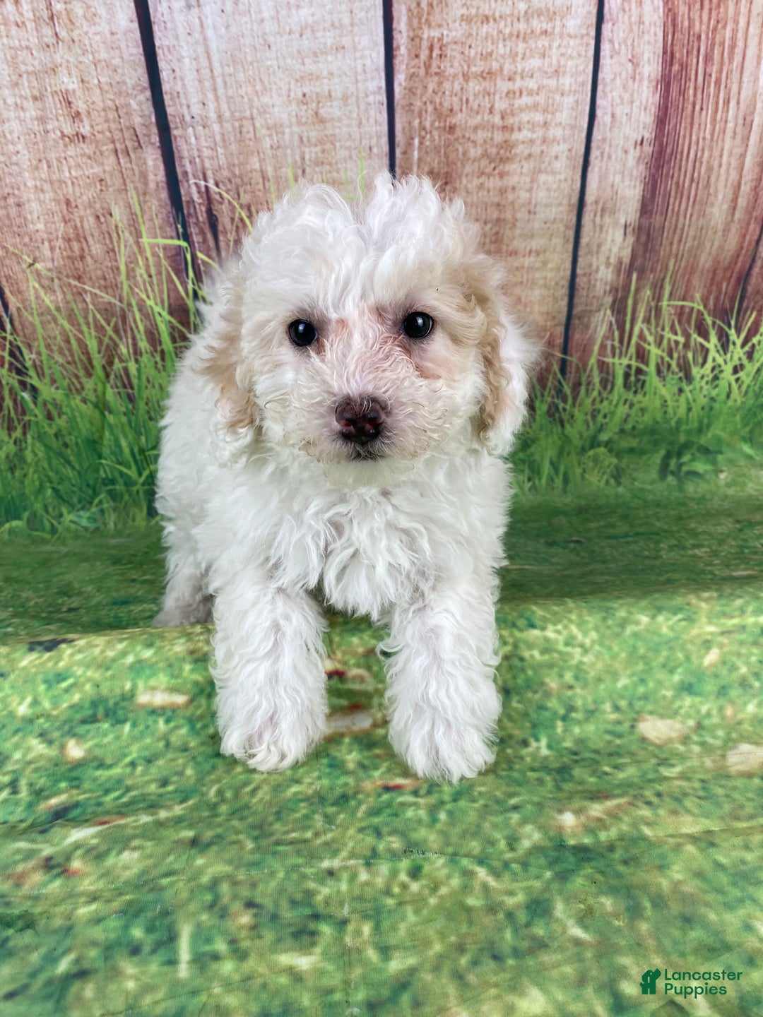 Miniature Poodle dogs for sale: Charlie - Ad 5
