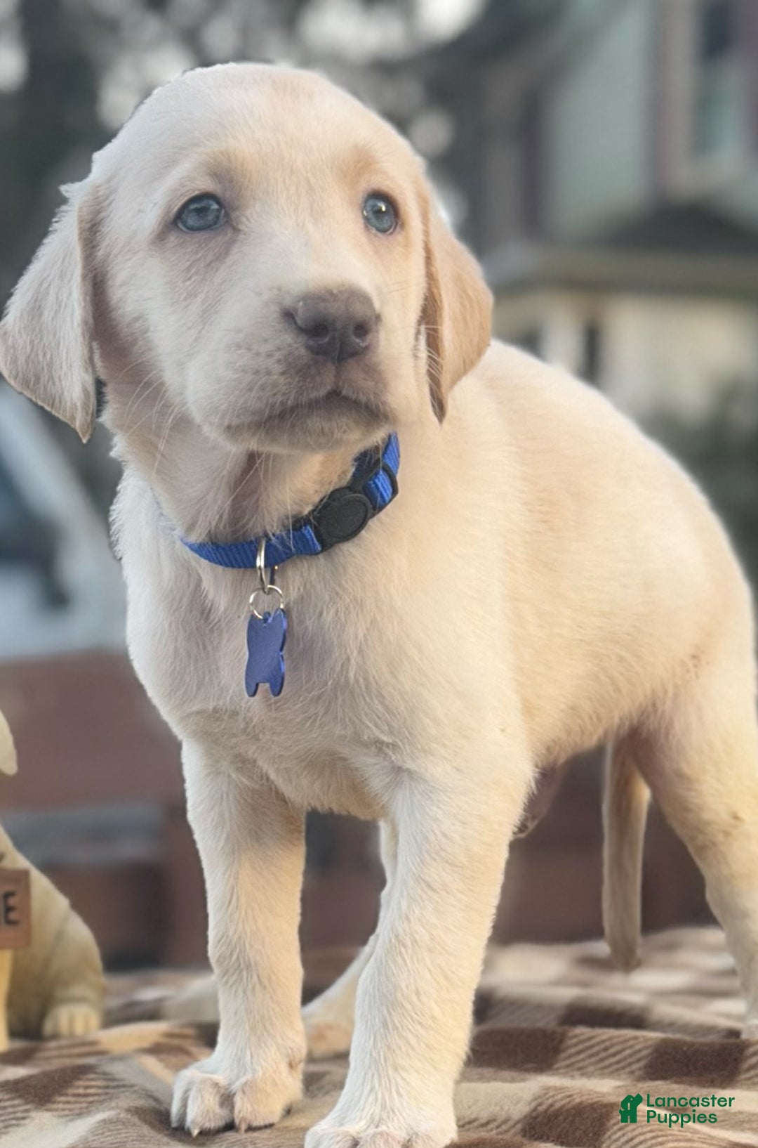 Labrador Retriever dogs for sale: Labrador Retriever Puppy 1 - Ad 8